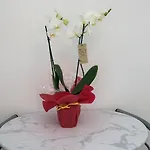 Apartment Casa Milly *